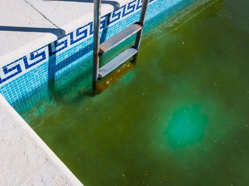 Murky green pool austin tx water a with algae buildup next to a stainless steel swimming pool ladder.
